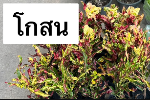 ต้นโกสน